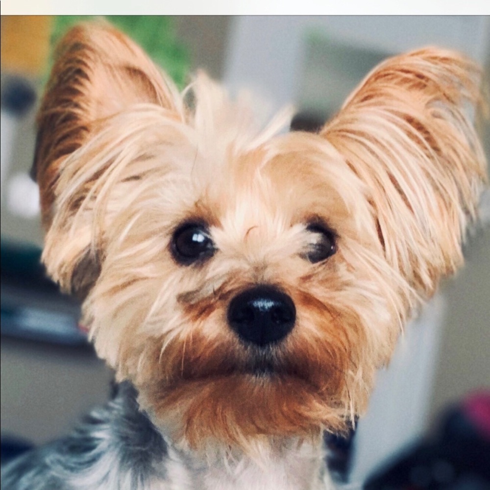 Meet your Posher, Lala